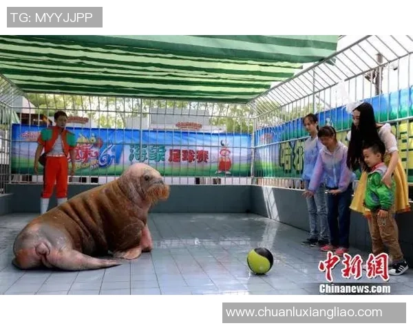 变身足球明星的精彩玩法揭秘与成长之路探索